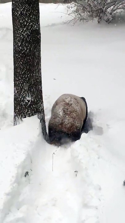 Tian Tian le panda s'amuse dans la neige
