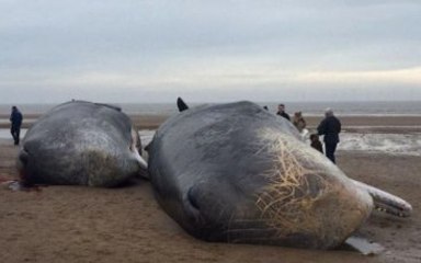 Sahilde Korkutan Manzara! Karaya Vurarak Can Verdiler