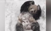 Dev panda karda doyasıya eğlendi