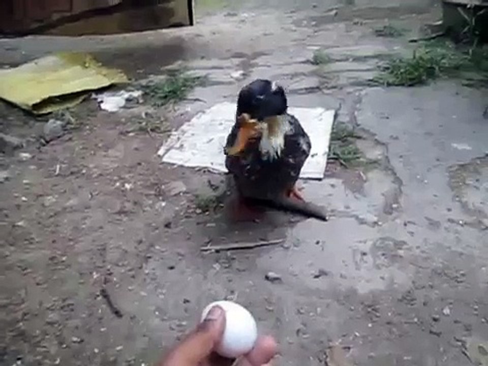 Ducky my Friend