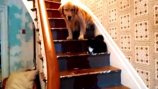 Cats and dogs afraid from each other