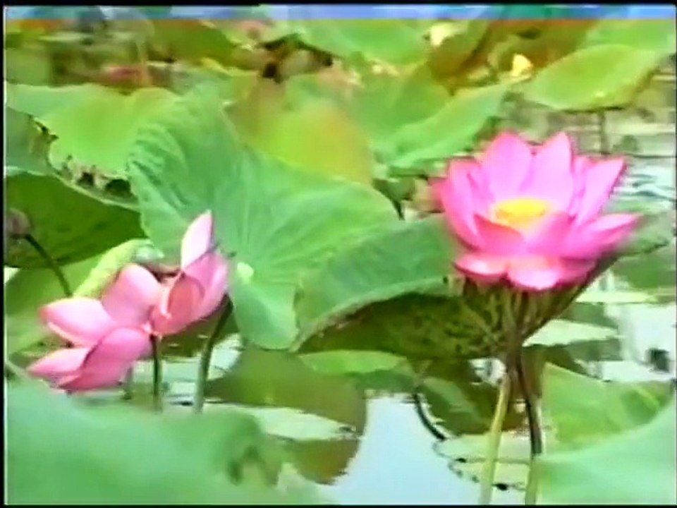 Tình người quan họ - Lệ Thanh - Thanh Nhàn