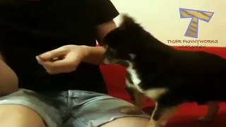 Funny cats and dogs begging for food Cute animal compilation
