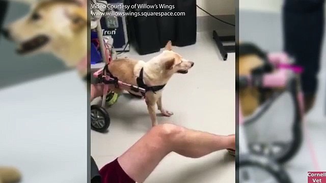 La magnifique histoire de Scooter, la chienne à deux pattes i!