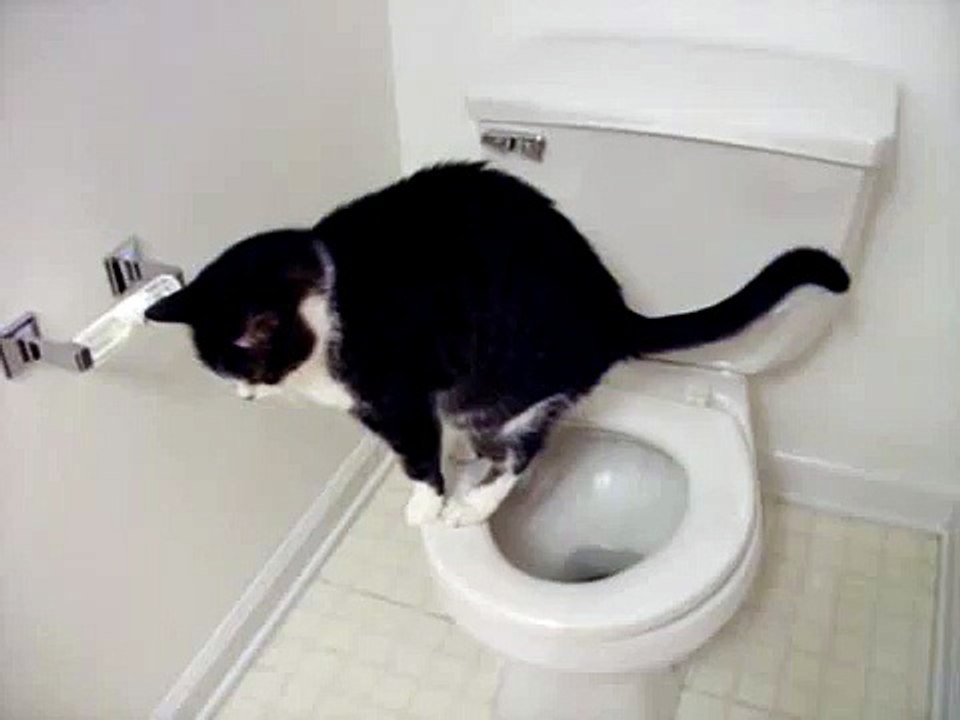 Toilet Cat