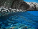 Fresque des fonds marins