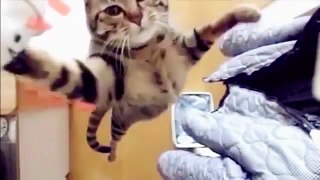 EPIC FAIL Funny cats compilation