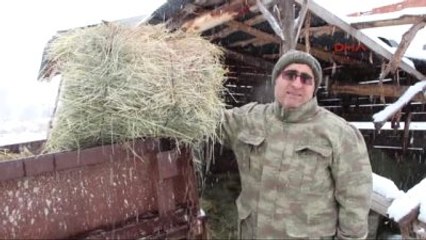 Erzurum Yaban Keçileri İçin Doğaya Ot Bıraktılar