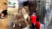 ANIMAL ATTACK : Lion attack human in circus
