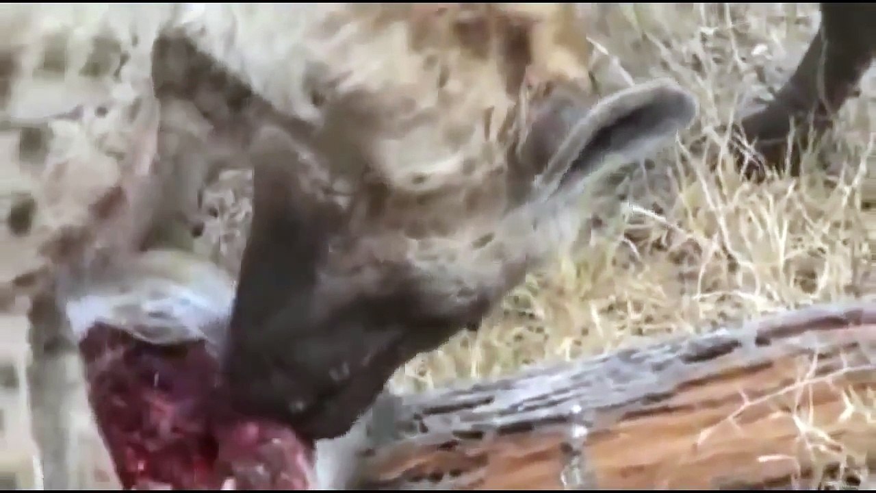 Leopard vs Hyenas fighting for the prey - Big Animals Attack