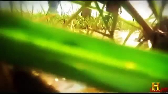 National Geographic Wild - Man Eating Anacondas [ Deadly Giant Snakes ] - Documentary