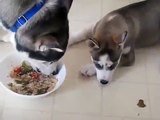 Husky The Master Thief    Funny animals stealing stuff   Cute animal compilation