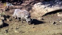 [ National Geographic ] Predators Wild Dogs - Nat Geo Wild HD