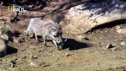 [ National Geographic ] Predators Wild Dogs - Nat Geo Wild HD