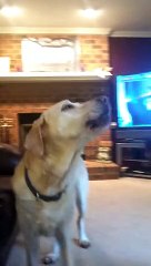 Amazing little baby try to imitates the dogs