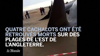 Des cachalots s'échouent sur des plages anglaises