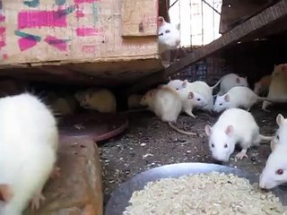 Its Feeding time. :)