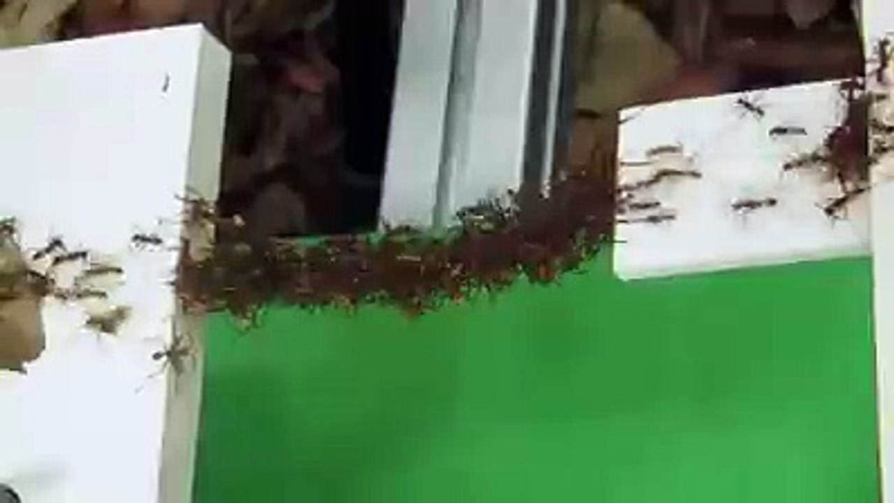 Karınca deyip geçmeyin, izleyin...