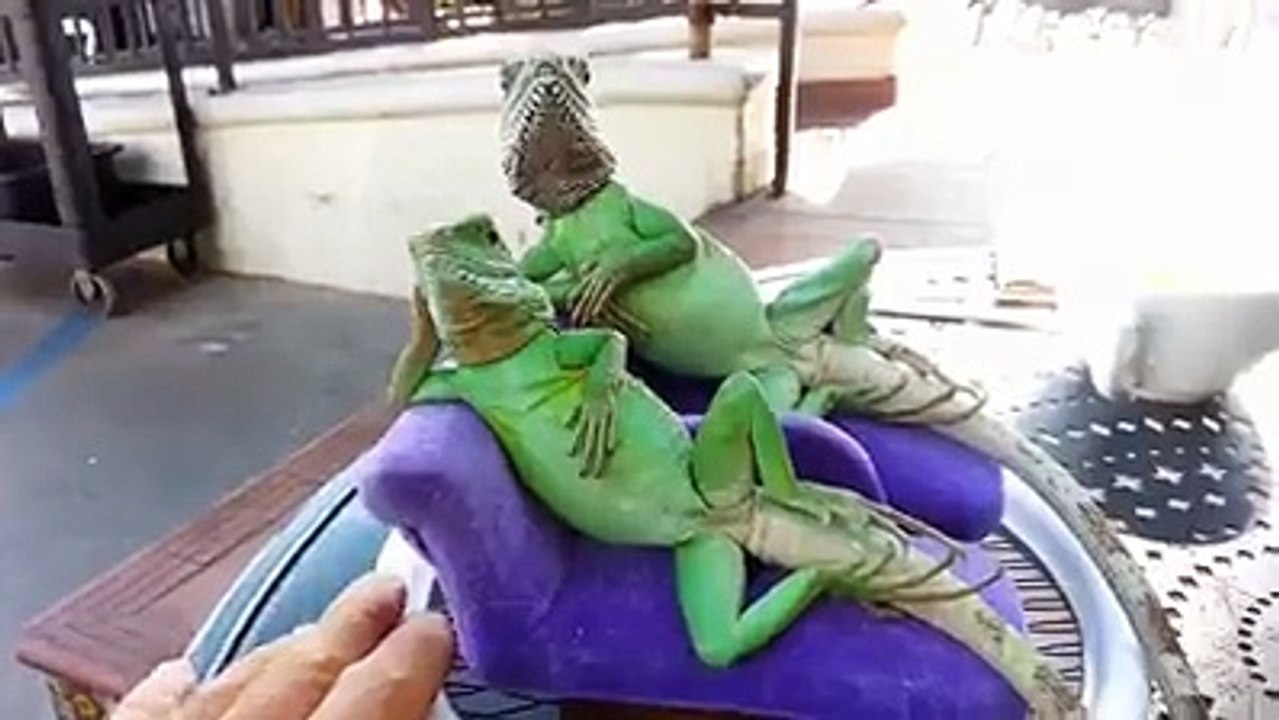 keyifler yerinde pampa