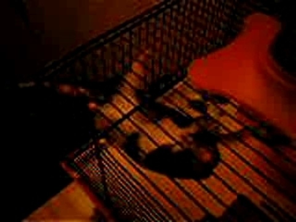 Spider-hamster