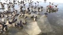 Ankara Gölbaşı Mogan Gölü Buz Tuttu, Hayvanlar Olumsuz Etkilendi