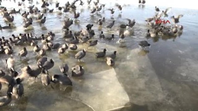 Ankara Gölbaşı Mogan Gölü Buz Tuttu, Hayvanlar Olumsuz Etkilendi