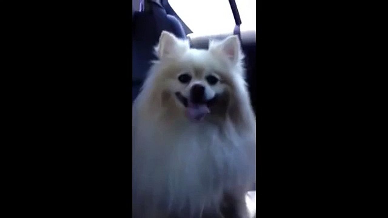 dog's funny tongue wave
