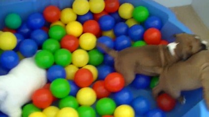 64ème vidéo Les chiots de STAFFORDLAND le retour des boules