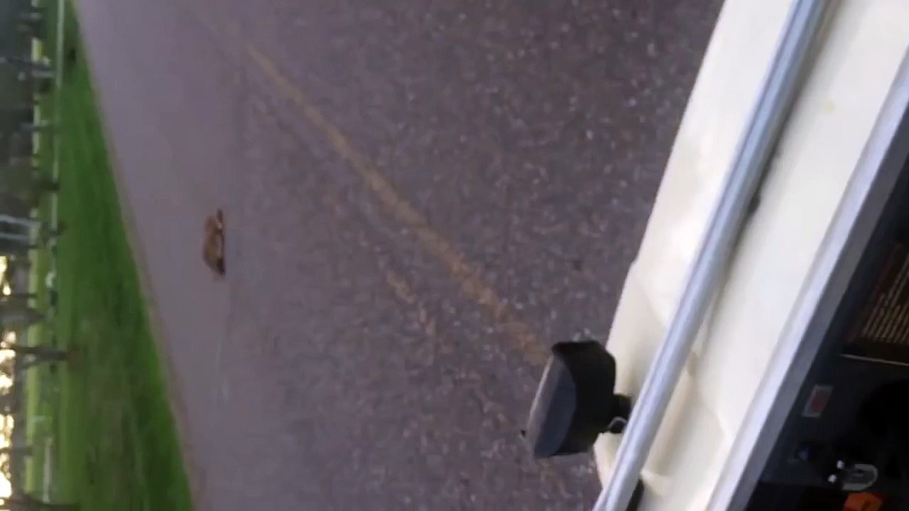 Men Find A Newborn Fawn Lying In The Middle Of The Road And This Is What They Do…