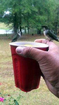 This Man Is Feeding A Hummingbird Out Of A Cup When This Happens Seconds Later…