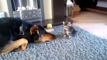 Очень мило! Взрослый пес умоляет маленького котенка поиграть с ним