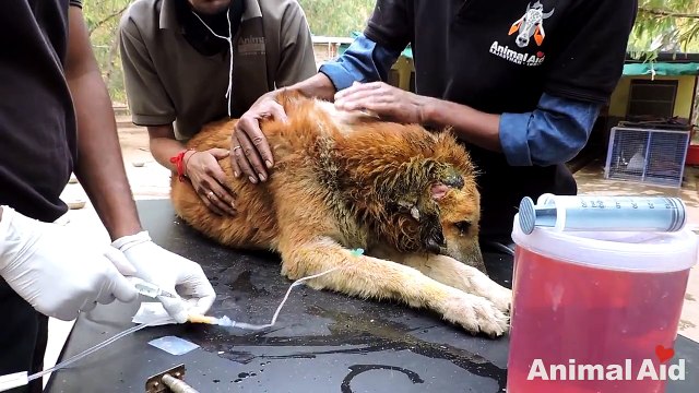 They Spot A Terribly Wounded Dog In The Street. Wait Until You See His Life-Changing Transformation…