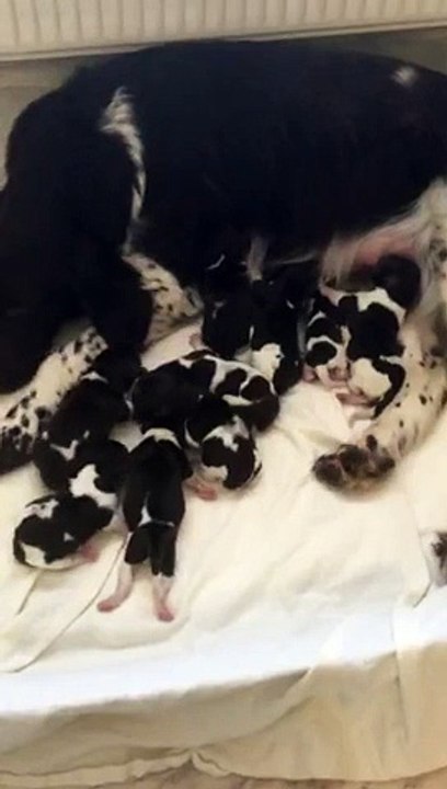 E- Wurf von der Wallmühle  25.01.2016