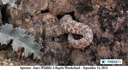 Spider tailed horned viper