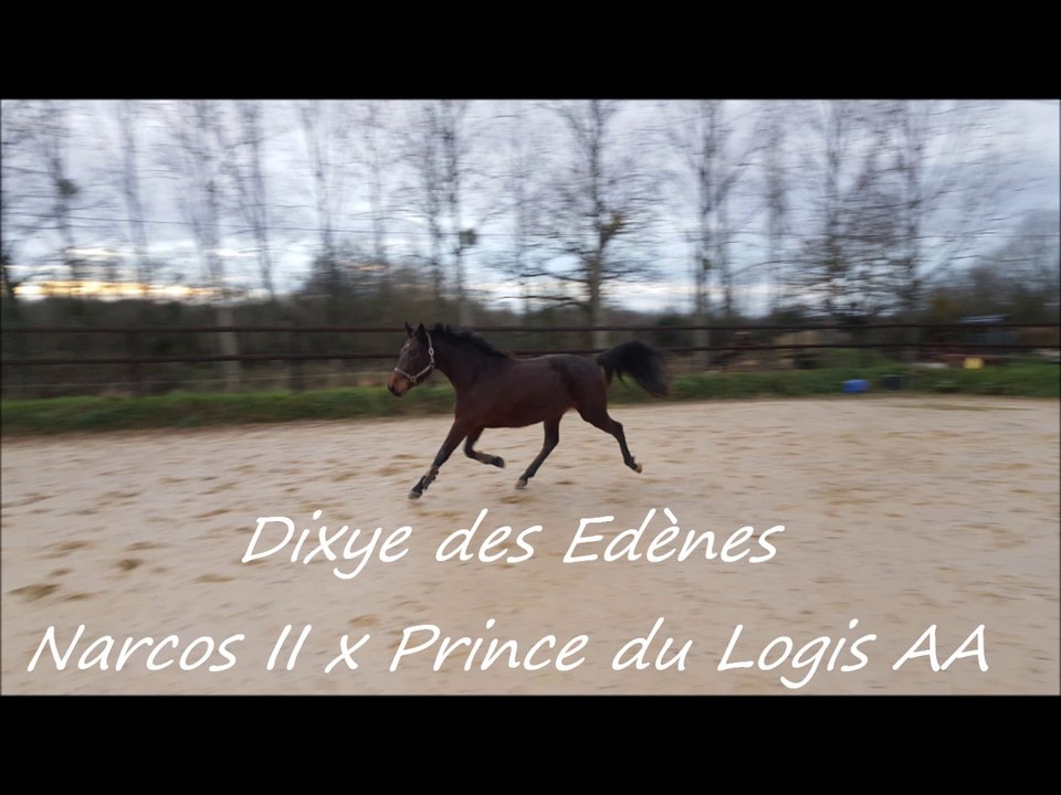 Dixye des Edènes - janvier 2016
