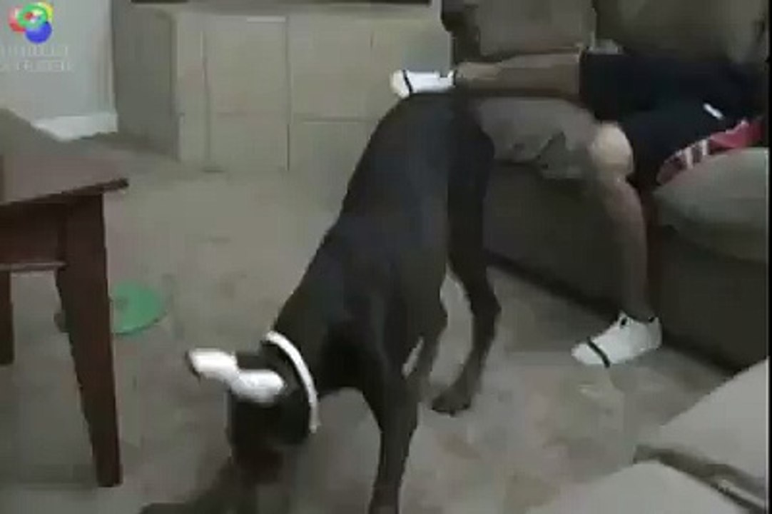 LOL - Un laser, un chien, son petit frere...