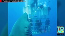 Новый мегалодон؟ Опубликовано видео самой большой в мире акулы
