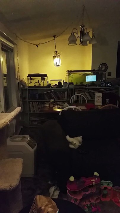 7.1 Earthquake filmed from inside Man's Home in Anchorage, Alaska