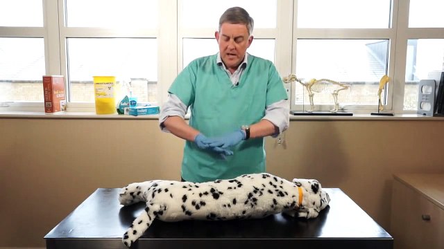 Comment réanimer votre chien en arrêt cardiaque : un vétérinaire nous montre les bons gestes