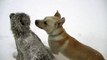 Un labrador et un guépard jouent ensemble dans la neige pendant la tempête aux USA - Grand moment de bonheur