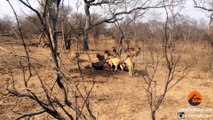 Hyenas Fight Against Lions Over a Kill
