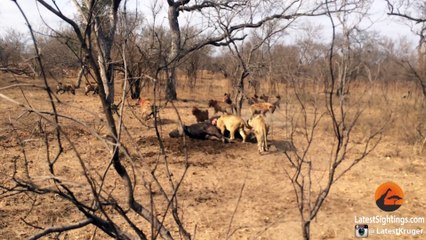 Hyenas Fight Against Lions Over a Kill