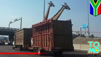 Жираф погиб, ударившись головой о мост