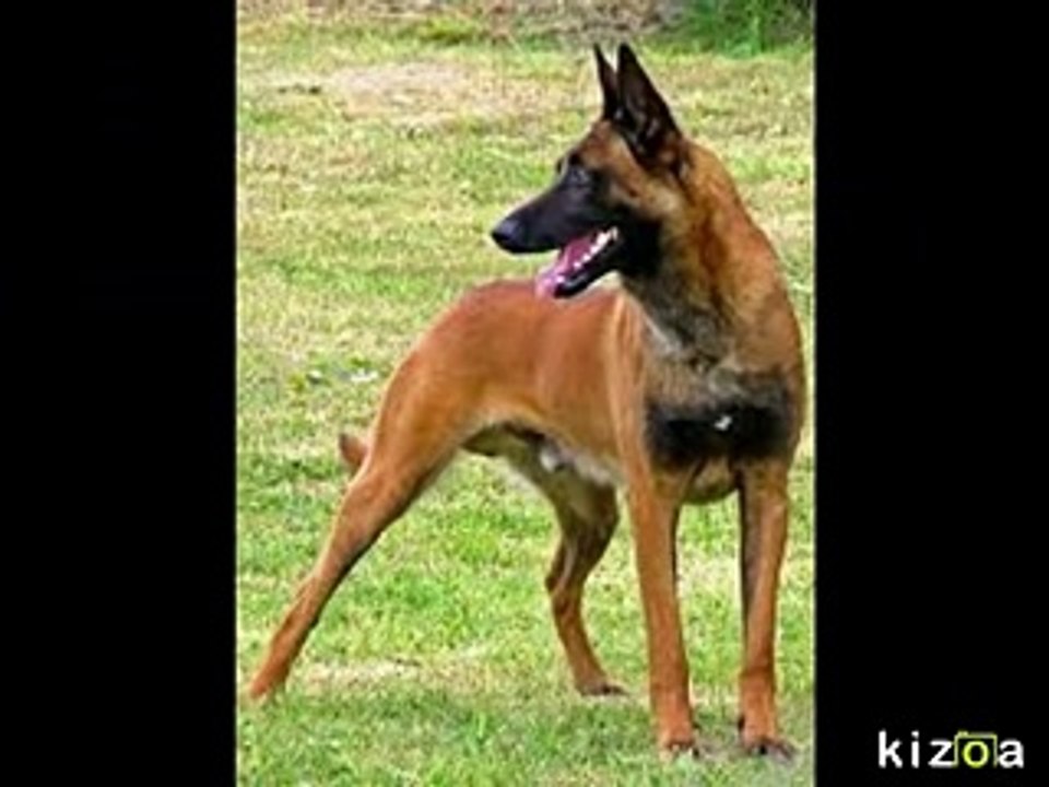 top-10-des-chiens-les-plus-dangereux-au-monde-top-10-francais