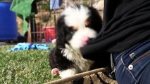 BERNESE MOUNTAIN DOG (Puppy Training & Cute Videos)
