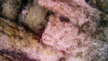 Remains of 144-year-old whaling shipwreck found near Alaska