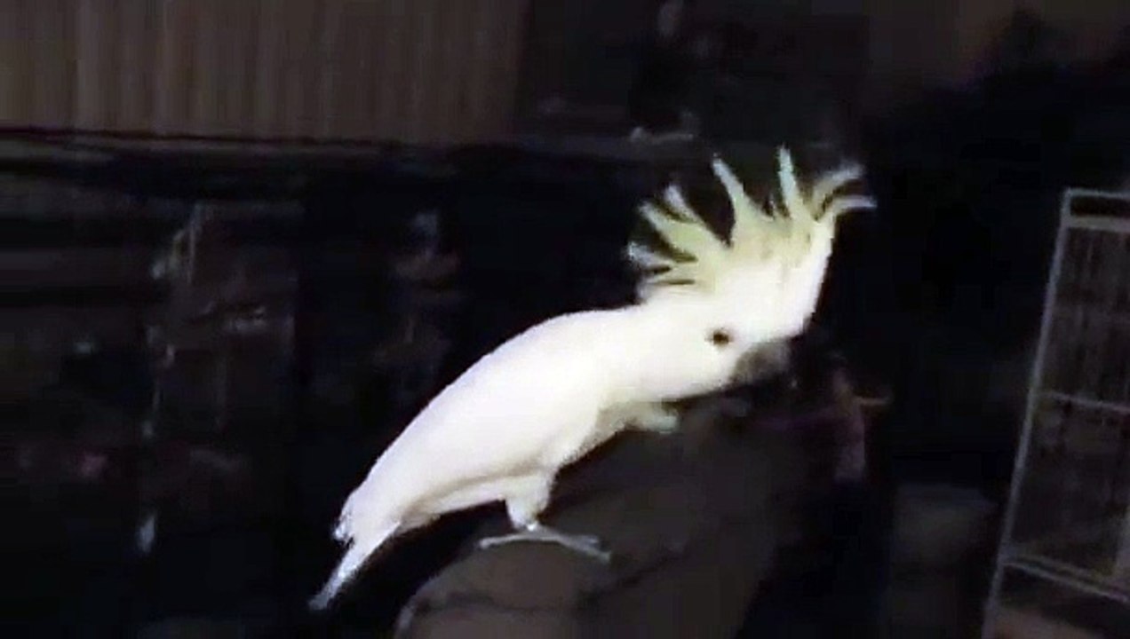 Bu Papağan Müthiş  Dancing Cockatoo Parrot..