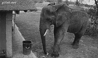 Elephant throwing junk in the bin