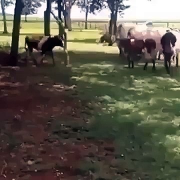 hahhahaha v amaziing a goat hit down a cow on ground must watch