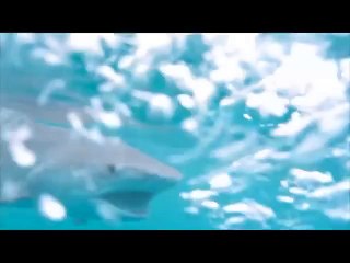 Косатки убивают тигровую акулу (Killer whales kills tiger shark)